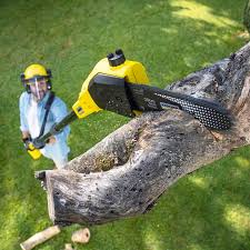 Best Tree Maintenance Programs  in South Apopka, FL